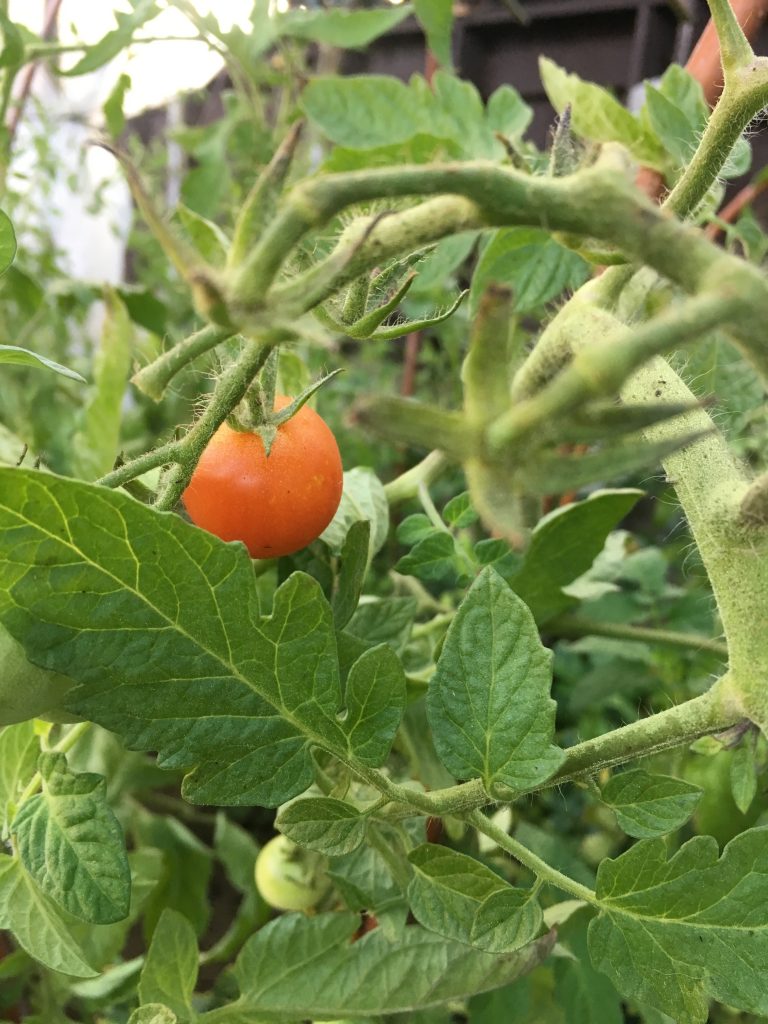 Fibres : tomate